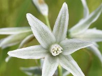 Ornithogalum nutans 11, Knikkende vogelmelk, Saxifraga-Sonja Bouwman  689. Knikkende vogelmelk - Ornithogalum nutans - Asparagaceae familie (i) Heemstede, Noordduinen (Noordwijk)