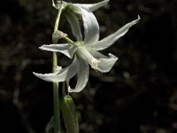 Ornithogalum nutans 2, Saxifraga-Jan van der Straaten