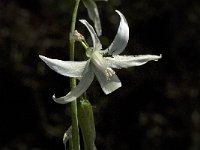 Ornithogalum nutans 4, Saxifraga-Jan van der Straaten