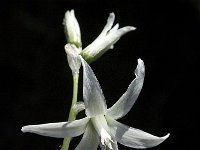 Ornithogalum nutans 6, Saxifraga-Willem van Kruijsbergen