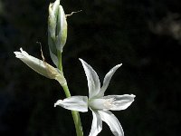 Ornithogalum nutans 7, Saxifraga-Willem van Kruijsbergen