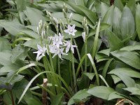 Ornithogalum nutans 8, Saxifraga-Peter Meininger