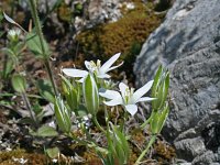 Ornithogalum oligophyllum 2, Saxifraga-Jeroen Willemsen