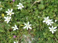 Ornithogalum orthophyllum ssp baeticum 2, Saxifraga-Jan van der Straaten