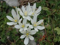 Ornithogalum orthophyllum ssp baeticum 3, Saxifraga-Jan van der Straaten