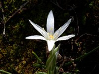 Ornithogalum pedicellare 3, Saxifraga-Ed Stikvoort