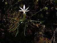 Ornithogalum pedicellare 4, Saxifraga-Ed Stikvoort