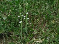 Ornithogalum prasinantherum