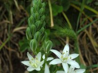 Ornithogalum prasinantherum 2, Saxifraga-Ed Stikvoort