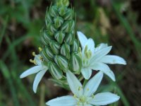 Ornithogalum prasinantherum 3, Saxifraga-Ed Stikvoort