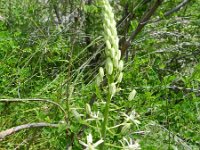 Ornithogalum pyramidale 2, Saxifraga-Rutger Barendse