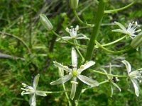 Ornithogalum pyramidale 3, Saxifraga-Rutger Barendse