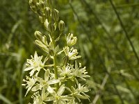 Ornithogalum pyrenaicum 2, Bosvogelmelk, Saxifraga-Marijke Verhagen