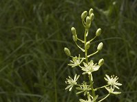 Ornithogalum pyrenaicum 3, Bosvogelmelk, Saxifraga-Marijke Verhagen