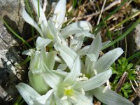 Ornithogalum sigmoideum