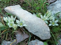 Ornithogalum sigmoideum 3, Saxifraga-Ed Stikvoort