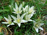 Ornithogalum sigmoideum 7, Saxifraga-Ed Stikvoort