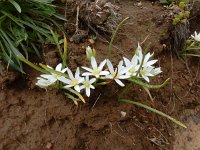 Ornithogalum transcaucasicum