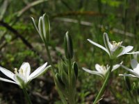 Ornithogalum umbellatum 11, Gewone vogelmelk, Saxifraga-Rutger Barendse