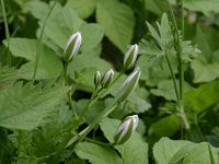 Ornithogalum umbellatum 12, Gewone vogelmelk, Saxifraga-Hans Boll