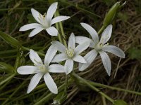 Ornithogalum umbellatum 14, Gewone vogelmelk, Saxifraga-Willem van Kruijsbergen