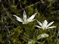 Ornithogalum umbellatum 18, Gewone vogelmelk, Saxifraga-Jan van der Straaten