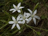 Ornithogalum umbellatum 19, Gewone vogelmelk, Saxifraga-Willem van Kruijsbergen