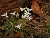 Ornithogalum umbellatum 20, Gewone vogelmelk, Saxifraga-Annemiek Bouwman