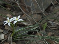 Ornithogalum umbellatum 21, Gewone vogelmelk, Saxifraga-Willem van Kruijsbergen