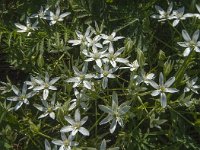 Ornithogalum umbellatum 25, Gewone vogelmelk, Saxifraga-Jan van der Straaten