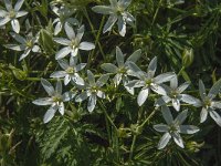 Ornithogalum umbellatum 26, Gewone vogelmelk, Saxifraga-Jan van der Straaten