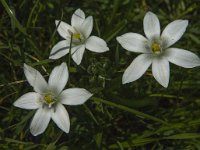 Ornithogalum umbellatum 27, Gewone vogelmelk, Saxifraga-Jan van der Straaten