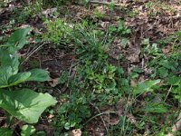 Ornithogalum umbellatum 30, Gewone vogelmelk, Saxifraga-Hans Boll