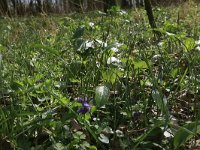 Ornithogalum umbellatum 37, Gewone vogelmelk, Saxifraga-Hans Boll