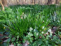 Ornithogalum umbellatum 39, Gewone vogelmelk, Saxifraga-Ed Stikvoort