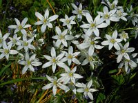 Ornithogalum umbellatum 41, Gewone vogelmelk, Saxifraga-Ed Stikvoort