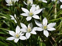 Ornithogalum umbellatum 43, Gewone vogelmelk, Saxifraga-Ed Stikvoort