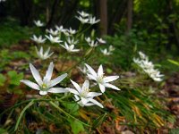 Ornithogalum umbellatum 45, Gewone vogelmelk, Saxifraga-Ed Stikvoort