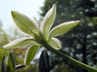 Ornithogalum umbellatum 47, Gewone vogelmelk, Saxifraga-Ed Stikvoort