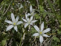 Ornithogalum umbellatum 5, Gewone vogelmelk, Saxifraga-Willem van Kruijsbergen