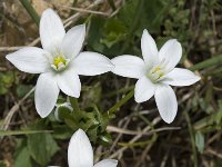 Ornithogalum umbellatum 6, Gewone vogelmelk, Saxifraga-Willem van Kruijsbergen