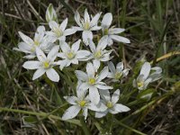 Ornithogalum umbellatum 7, Gewone vogelmelk, Saxifraga-Willem van Kruijsbergen