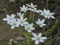 Ornithogalum umbellatum 8, Gewone vogelmelk, Saxifraga-Willem van Kruijsbergen