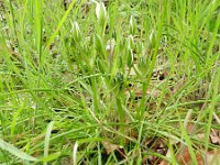 Ornithogalum umbellatum ssp umbellatum 49, Gewone vogelmelk, Saxifraga-Rutger Barendse