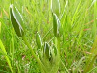 Ornithogalum umbellatum ssp umbellatum 50, Gewone vogelmelk, Saxifraga-Rutger Barendse