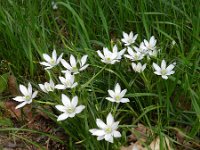 Ornithogalum umbellatum ssp umbellatum 53, Gewone vogelmelk, Saxifraga-Rutger Barendse