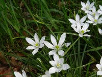 Ornithogalum umbellatum ssp umbellatum 54, Gewone vogelmelk, Saxifraga-Rutger Barendse