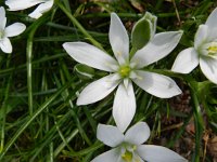 Ornithogalum umbellatum ssp umbellatum 55, Gewone vogelmelk, Saxifraga-Rutger Barendse