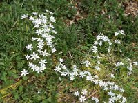 Ornithogalum umbellatum ssp umbellatum 56, Gewone vogelmelk, Saxifraga-Rutger Barendse