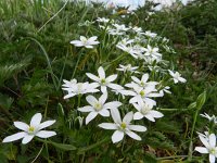 Ornithogalum umbellatum ssp umbellatum 57, Gewone vogelmelk, Saxifraga-Rutger Barendse